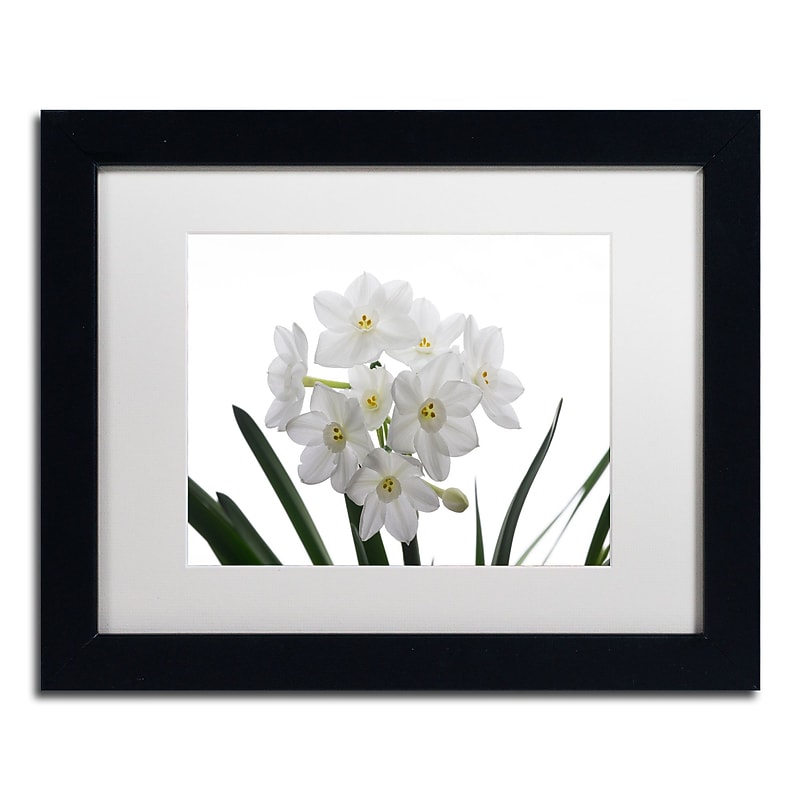 Trademark Fine Art ''Paper White Bouquet'' by Kurt Shaffer 11" x 14" White Matted Black Frame (KS01076-B1114MF) image 1