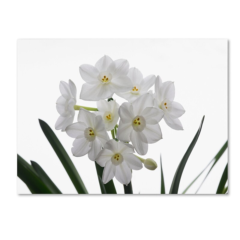 Trademark Fine Art ''Paper White Bouquet'' by Kurt Shaffer 24" x 32" Canvas Art (KS01076-C2432GG) image 1
