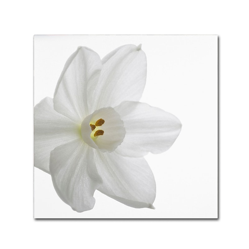Trademark Fine Art ''Paper White'' by Kurt Shaffer 35" x 35" Canvas Art (KS01077-C3535GG) image 1