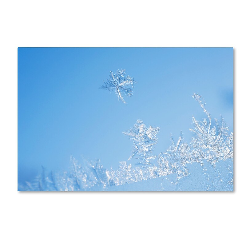 Trademark Fine Art ''Window Frost'' by Kurt Shaffer 12" x 19" Canvas Art (KS01078-C1219GG) image 1