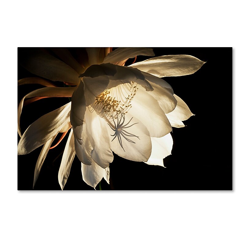 Trademark Fine Art ''Midnight Portrait'' by Kurt Shaffer 30" x 47" Canvas Art (KS01085-C3047GG) image 1