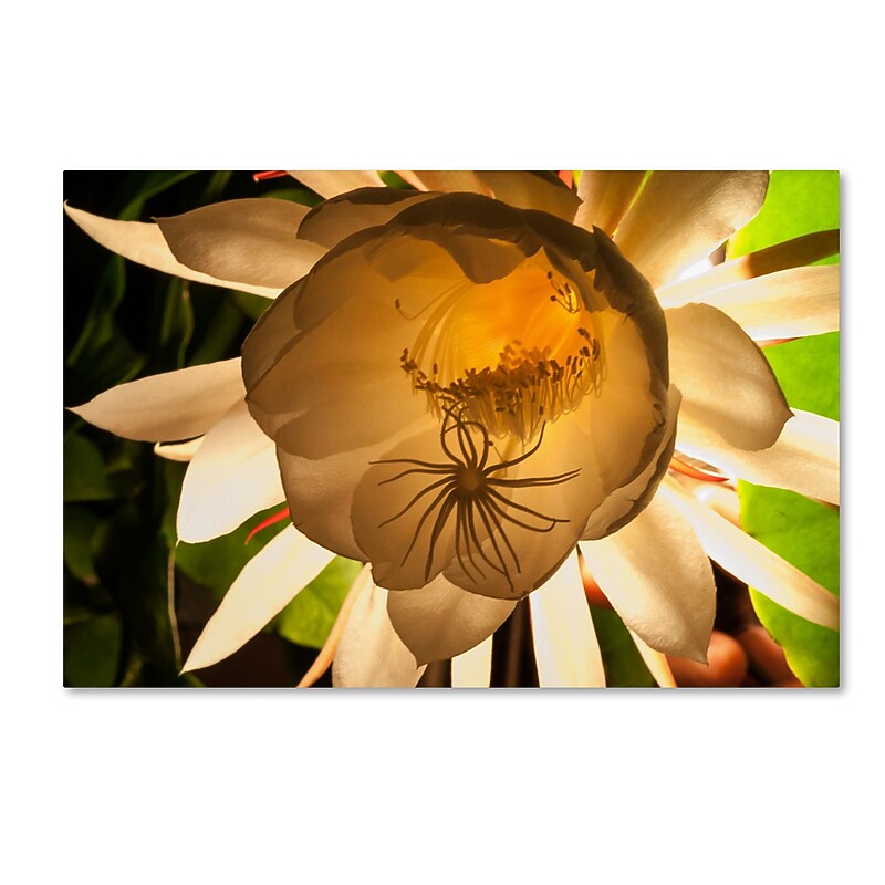 Trademark Fine Art ''She Only Comes out at Night'' by Kurt Shaffer 22" x 32" Canvas Art (KS01087-C2232GG) image 1