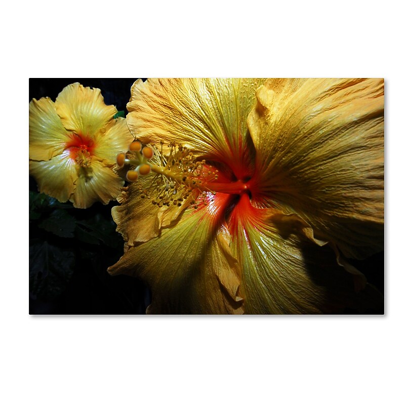 Trademark Fine Art ''Sunburst Hibiscus'' by Kurt Shaffer 12" x 19" Canvas Art (KS01088-C1219GG) image 1