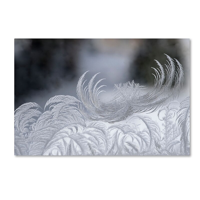 Trademark Fine Art ''February Window Frost'' by Kurt Shaffer 22" x 32" Canvas Art (KS01093-C2232GG) image 1