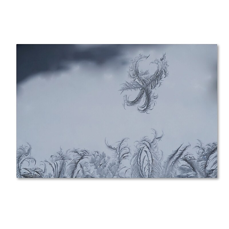 Trademark Fine Art ''Frost Fairy on a Window'' by Kurt Shaffer 16" x 24" Canvas Art (KS01095-C1624GG) image 1