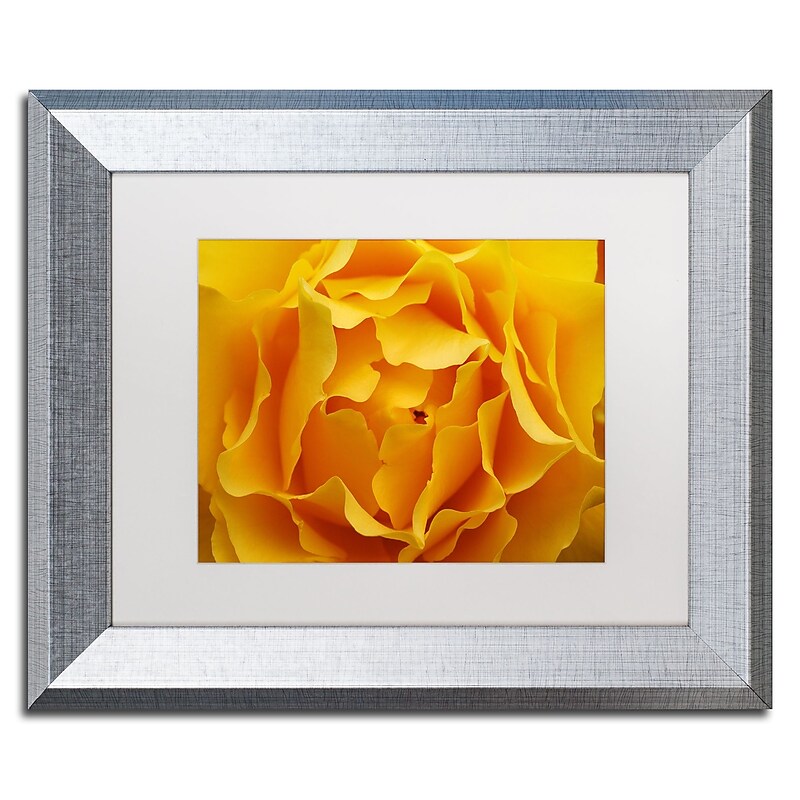 Trademark Fine Art ''Hypnotic Yellow Rose'' by Kurt Shaffer 11" x 14" White Matted Silver Frame (KS15-S1114MF) image 1