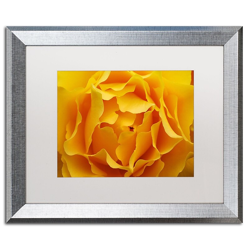 Trademark Fine Art ''Hypnotic Yellow Rose'' by Kurt Shaffer 16" x 20" White Matted Silver Frame (KS15-S1620MF) image 1