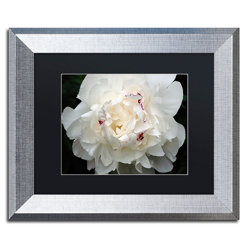 Trademark Fine Art ''Perfect Peony'' by Kurt Shaffer 11" x 14" Black Matted Silver Frame (KS1-S1114BMF) image 1
