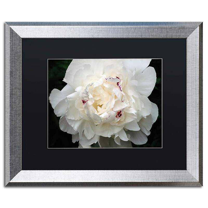 Trademark Fine Art ''Perfect Peony'' by Kurt Shaffer 16" x 20" Black Matted Silver Frame (KS1-S1620BMF) image 1
