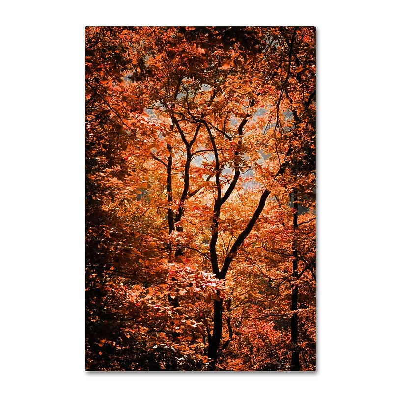 Trademark Fine Art ''Autumn Whispers'' by Philippe Sainte-Laudy 16" x 24" Canvas Art (PSL0421-C1624GG) image 1