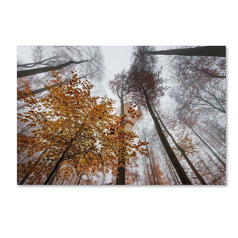 Trademark Fine Art ''Daydreamer'' by Philippe Sainte-Laudy 12" x 19" Canvas Art (PSL0425-C1219GG) image 1