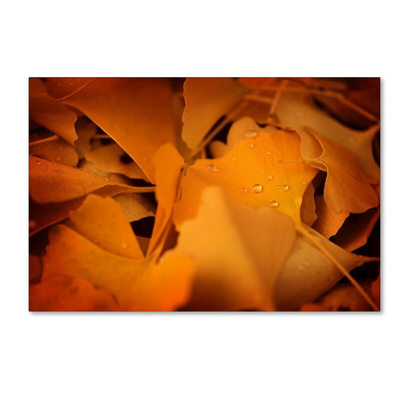 Trademark Fine Art ''Divine Pearls'' by Philippe Sainte-Laudy 16" x 24" Canvas Art (PSL0426-C1624GG) image 1