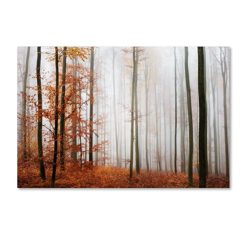 Trademark Fine Art ''Forest Corner'' by Philippe Sainte-Laudy 22" x 32" Canvas Art (PSL0429-C2232GG) image 1