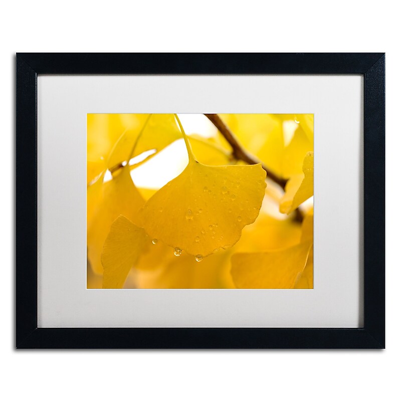 Trademark Fine Art ''Ginkgo Drops'' by Philippe Sainte-Laudy 16" x 20" White Matted Black Frame (PSL0430-B1620MF) image 1