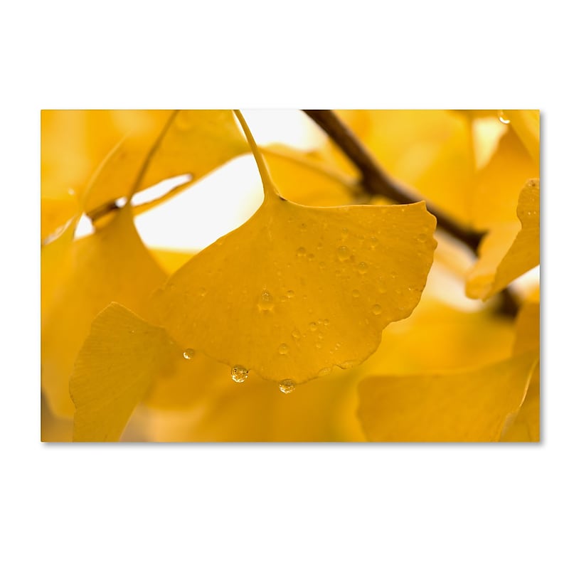 Trademark Fine Art ''Ginkgo Drops'' by Philippe Sainte-Laudy 30" x 47" Canvas Art (PSL0430-C3047GG) image 1