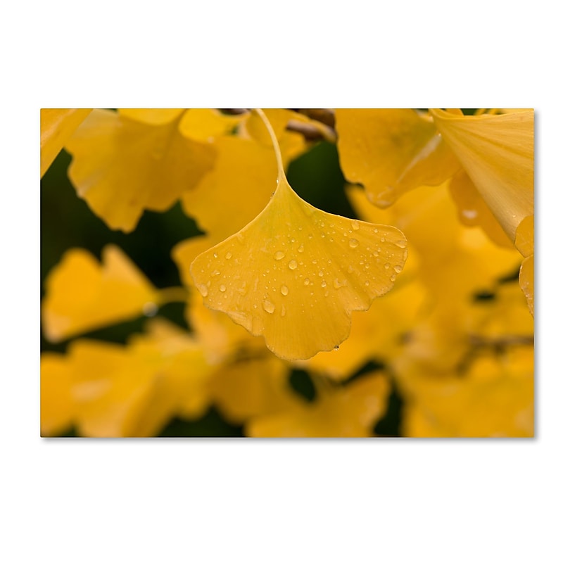 Trademark Fine Art ''Ginkgo in the Rain'' by Philippe Sainte-Laudy 16" x 24" Canvas Art (PSL0431-C1624GG) image 1