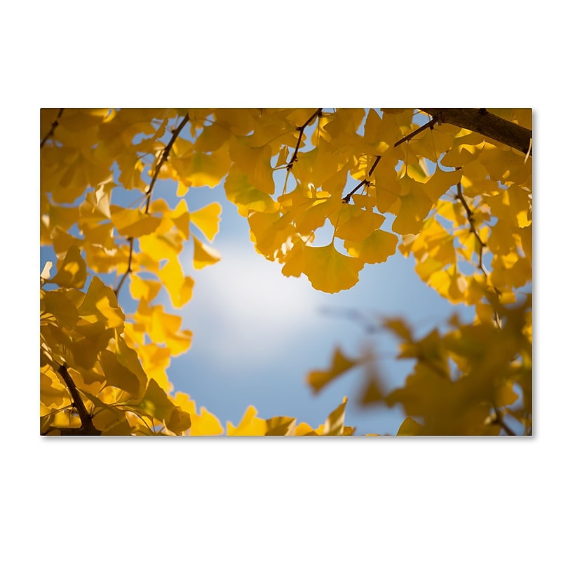 Trademark Fine Art ''Ginkgo Leaves in Autumn'' by Philippe Sainte-Laudy 16" x 24" Canvas Art (PSL0432-C1624GG) image 1