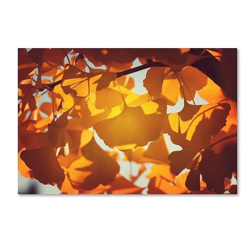 Trademark Fine Art ''Ginkgo Leaves'' by Philippe Sainte-Laudy 30" x 47" Canvas Art (PSL0433-C3047GG) image 1