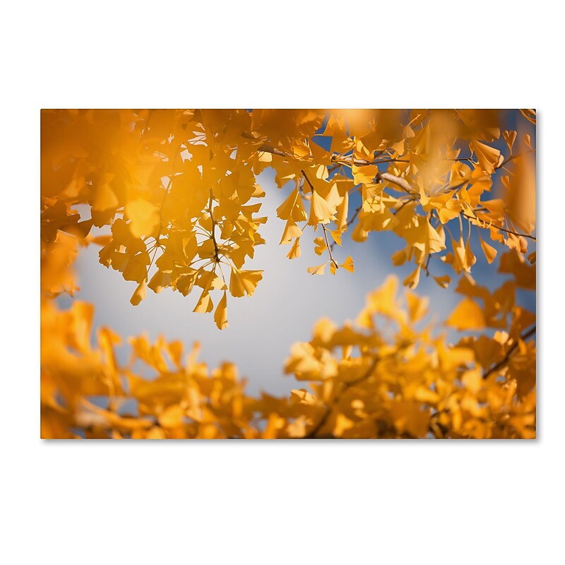 Trademark Fine Art ''Ginkgophytes'' by Philippe Sainte-Laudy 22" x 32" Canvas Art (PSL0434-C2232GG) image 1