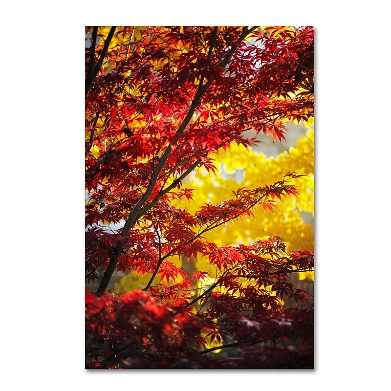 Trademark Fine Art ''I Believe'' by Philippe Sainte-Laudy 16" x 24" Canvas Art (PSL0435-C1624GG) image 1