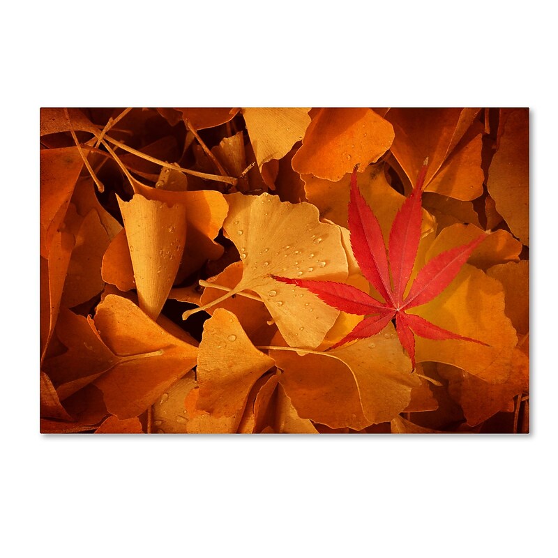 Trademark Fine Art ''Lost & Found'' by Philippe Sainte-Laudy 16" x 24" Canvas Art (PSL0437-C1624GG) image 1