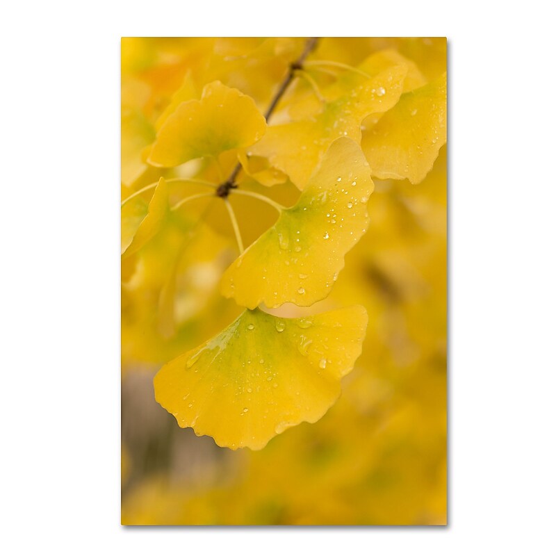 Trademark Fine Art ''Millennium'' by Philippe Sainte-Laudy 30" x 47" Canvas Art (PSL0438-C3047GG) image 1