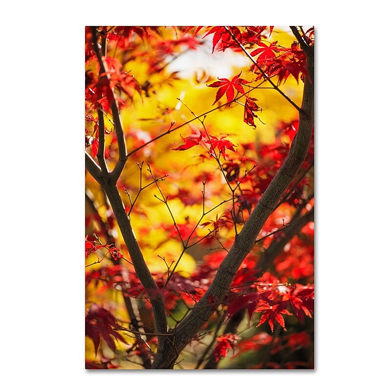 Trademark Fine Art ''Morning Jive'' by Philippe Sainte-Laudy 16" x 24" Canvas Art (PSL0439-C1624GG) image 1