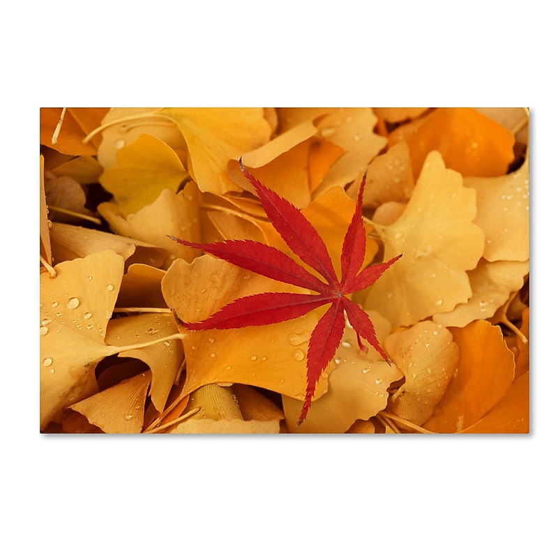 Trademark Fine Art ''Red Star'' by Philippe Sainte-Laudy 16" x 24" Canvas Art (PSL0445-C1624GG) image 1