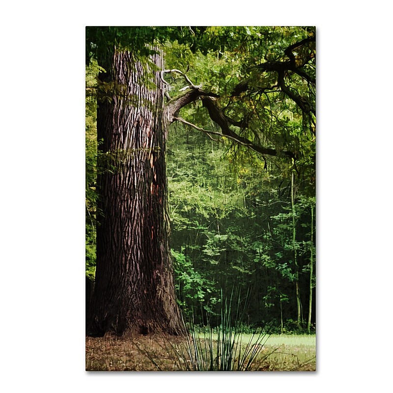 Trademark Fine Art ''The old Trunk'' by Philippe Sainte-Laudy 16" x 24" Canvas Art (PSL0454-C1624GG) image 1