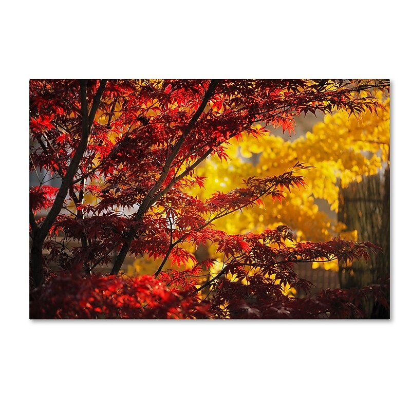 Trademark Fine Art ''Transits'' by Philippe Sainte-Laudy 16" x 24" Canvas Art (PSL0458-C1624GG) image 1