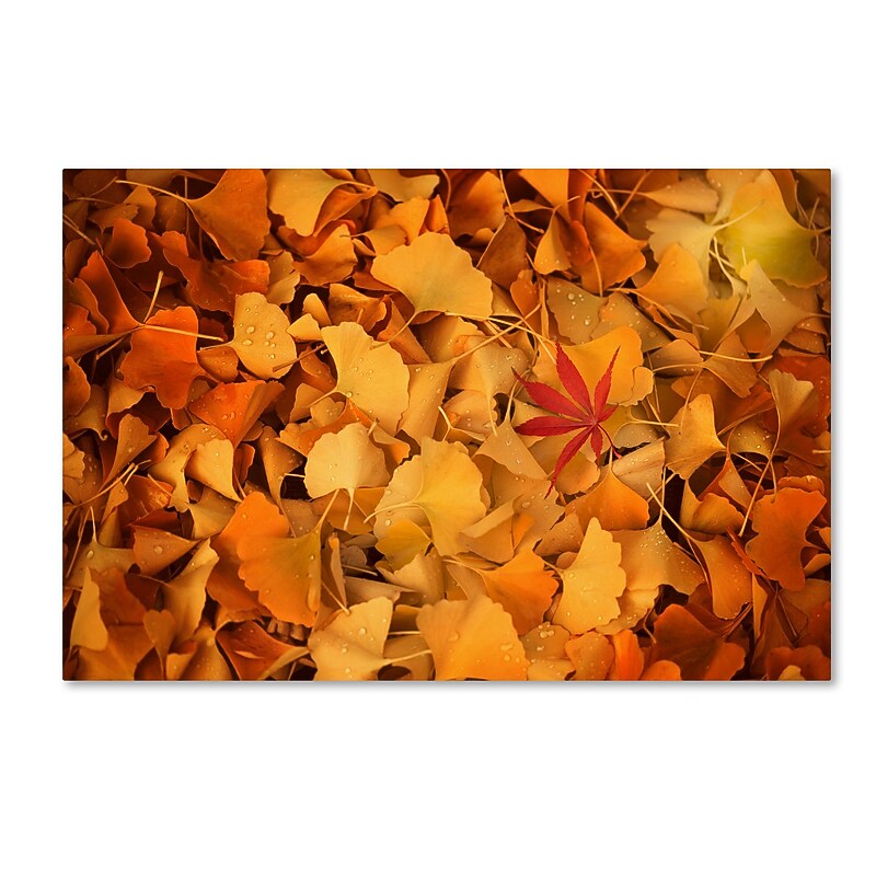 Trademark Fine Art ''Variegated'' by Philippe Sainte-Laudy 16" x 24" Canvas Art (PSL0459-C1624GG) image 1