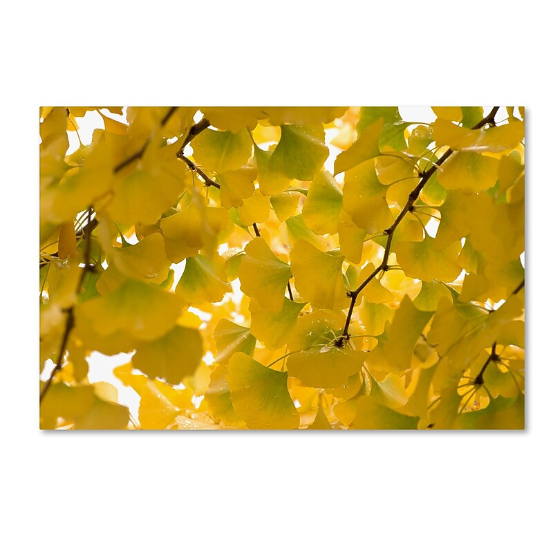Trademark Fine Art ''Yellow Autumn'' by Philippe Sainte-Laudy 16" x 24" Canvas Art (PSL0460-C1624GG) image 1
