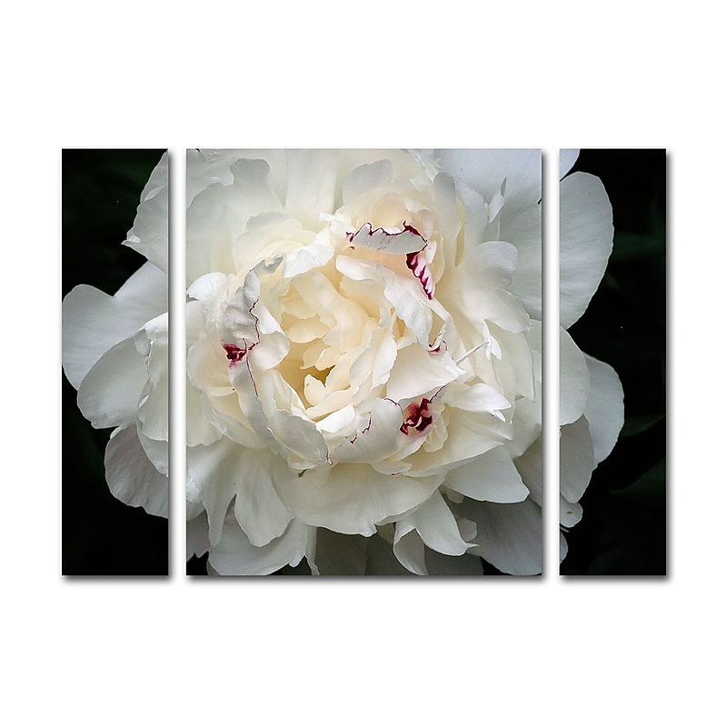 Trademark Fine Art ''Perfect Peony'' by Kurt Shaffer 30" x 41" Multi Panel Art Set (KS1-3PC-SET-LG) image 1