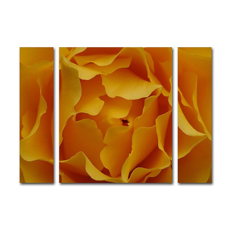 Trademark Fine Art ''Hypnotic Yellow Rose'' by Kurt Shaffer 24" x 32" Multi Panel Art Set Small (KS15-3PC-SET-SM) image 1