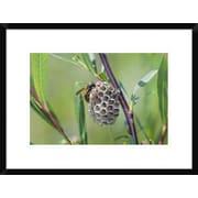 Global Gallery 'Wasp Constructing Nest, Upper Bavaria, Germany' Framed... by
