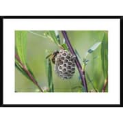 Global Gallery 'Wasp Constructing Nest, Upper Bavaria, Germany' Framed... by