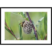 Global Gallery 'Wasp Constructing Nest, Upper Bavaria, Germany' Framed... by