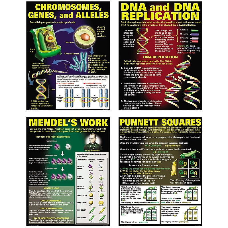 McDonald Publishing DNA and Heredity Poster Set, Science image 1