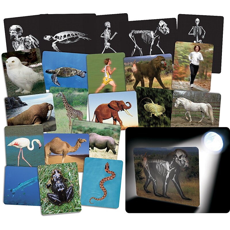 Roylco® X-Ray, What's Inside Animals image 1