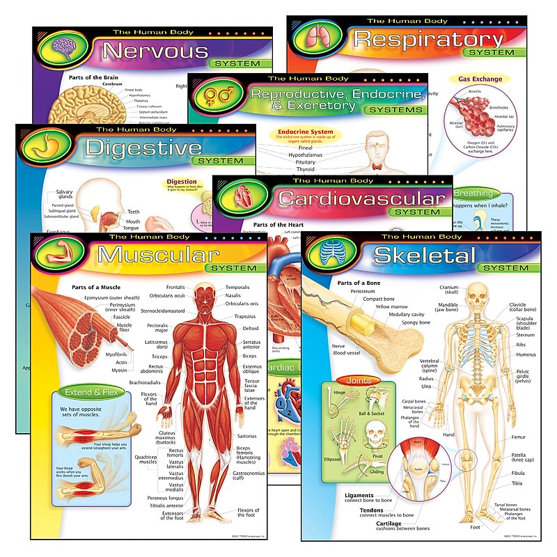Trend® Learning Chart Combo Packs, The Human Body image 1