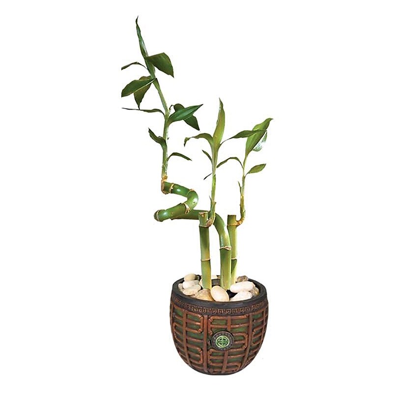 Lucky Bamboo Silk Plant in Zen Pot image 1
