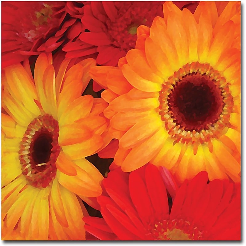 Trademark Global Amy Vangsgard "Orange and Red Gerbers" Canvas Art, 35" x 35" image 1