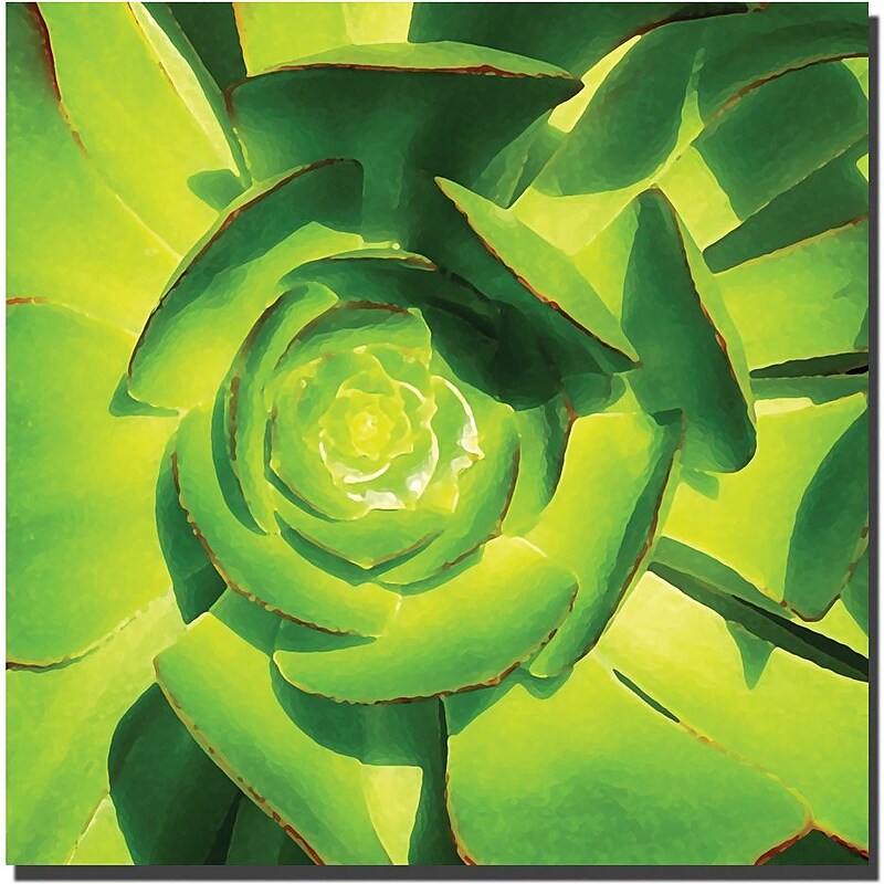 Trademark Global Amy Vangsgard "Succulent Square Close Up" Canvas Art, 24" x 24" image 1