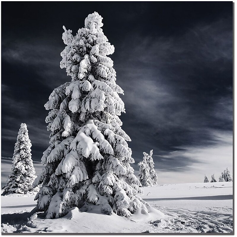 Trademark Global Philippe Sainte Laudy "White Ink" Canvas Art, 35" x 35" image 1