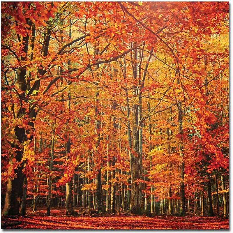 Trademark Global Philippe Sainte Laudy "Red November" Canvas Art, 24" x 24" image 1