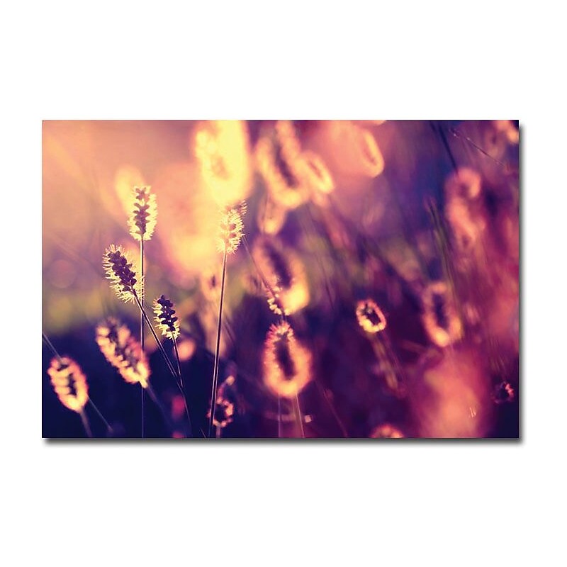 Trademark Global Beata Czyzowska Young "Let them Shine" Canvas Art, 16" x 24" image 1