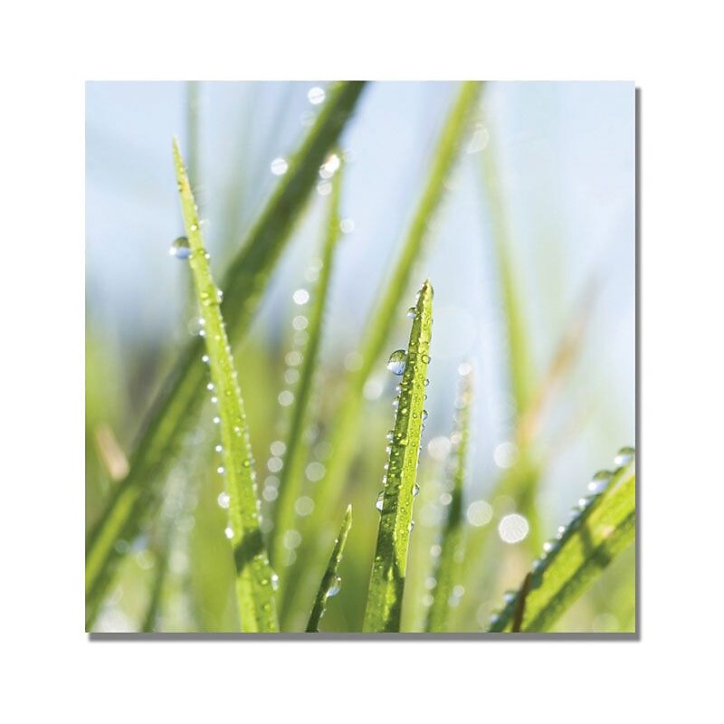 Trademark Global Beata Czyzowska Young "Morning Melody" Canvas Art, 35" x 35" image 1