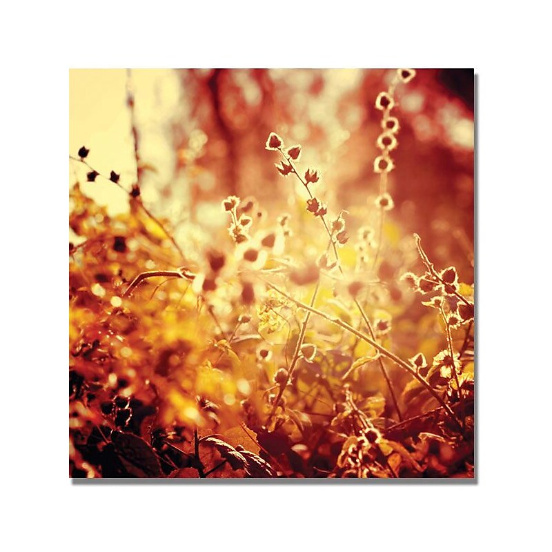 Trademark Global Beata Czyzowska Young "Sunset in my Garden" Canvas Art, 24" x 24" image 1