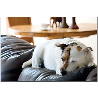 Trademark Global "Jack Russel" Canvas Art, 16" x 24"