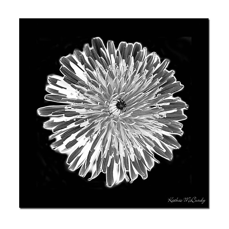 Trademark Global Kathie McCurdy "Dandelion Black & White" Canvas Art, 35" x 35" image 1